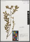Foto von Salix triandra L.